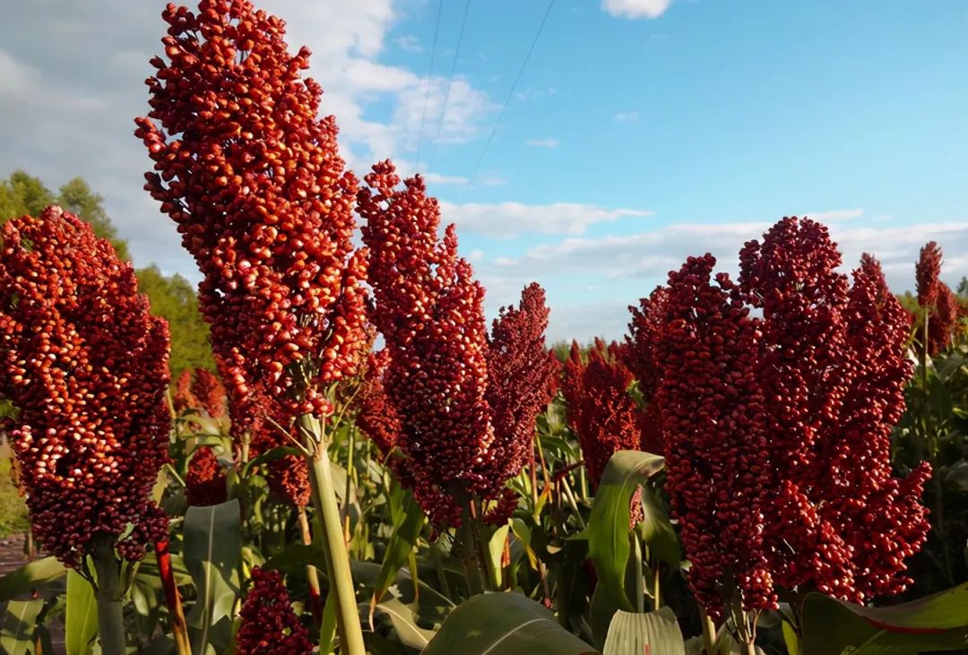 酱香型白酒为什么要七次取酒